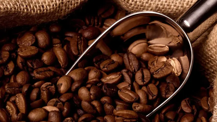 Dünyanın en popüler kahvesinin izi 600 bin yıl önceye dayanıyor 